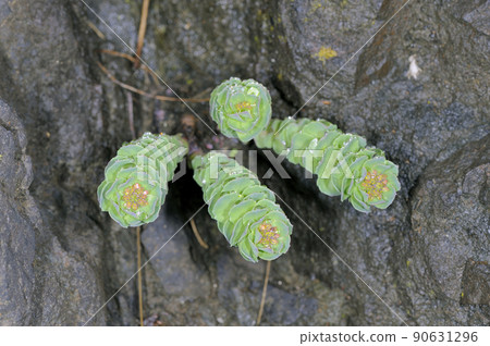 Rhodiola rosea buds (Shiretoko, Hokkaido) Rhodiola rosea buds (Shiretoko, Hokkaido) 90631296