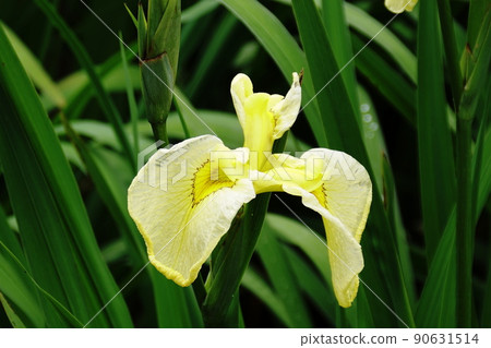 花菖蒲金冠鳶尾 ensata var. Ensata 90631514