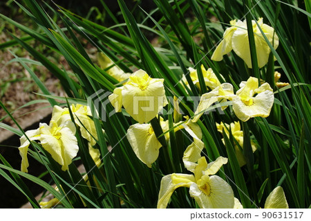 Hanashobu Gold Crown Iris ensata var. Ensata 90631517