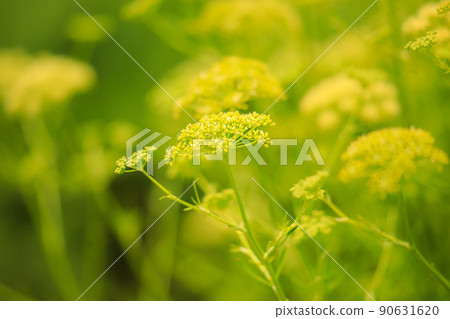 Ominaeshi flowers in full bloom 90631620
