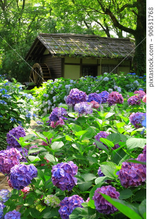 Fuchu City Local Forest Museum Hydrangea 90631768