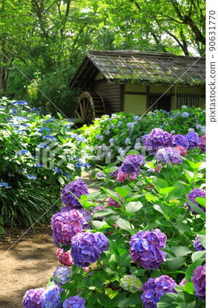 府中市地方森林博物館繡球花 90631770