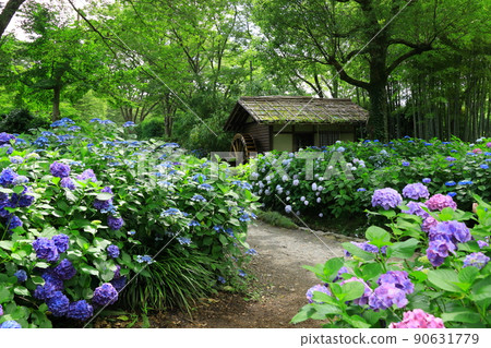 府中市地方森林博物館繡球花 90631779