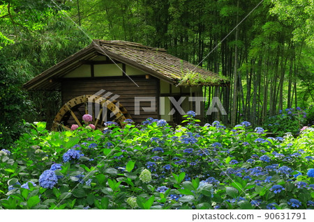 府中市地方森林博物館繡球花 90631791