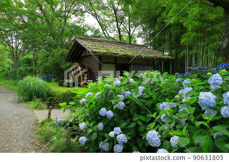 府中市地方森林博物館繡球花 90631805