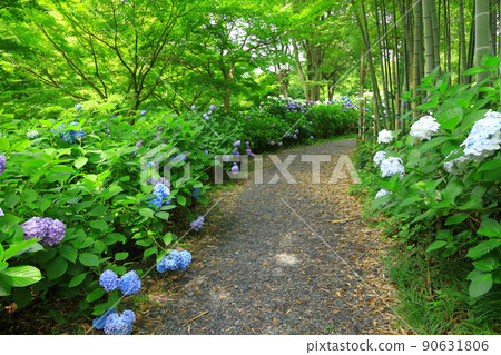 府中市地方森林博物館繡球花 90631806