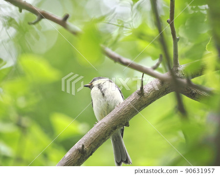 公園裡的大山雀小雞 公園裡的大山雀小雞 90631957