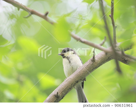 Great tit chicks in the park 90631961