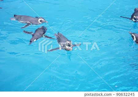 Magellanic penguins swimming 90632245
