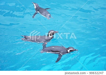 麥哲倫企鵝游泳 90632247