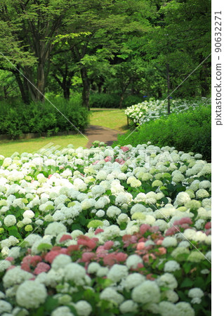 Hydrangea of Fuchu City Local Forest Museum Anabel Hill side 90632271