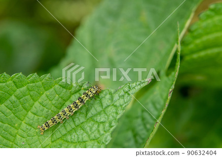 Croxita Atsuba larva (hornworm) Croxita Atsuba larva (hornworm) 90632404