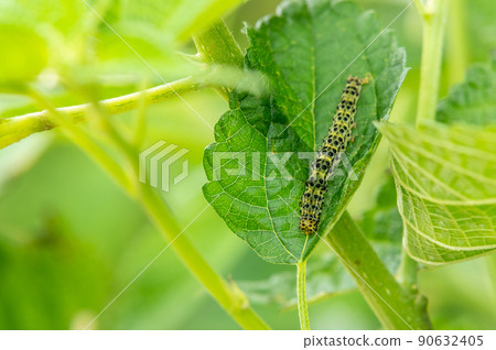 Caterpillar in the grass: Black-legged caterpillar Caterpillar in the grass: Black-legged caterpillar 90632405