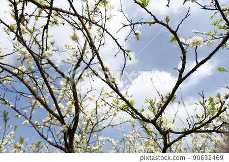 李花 李花 90632469