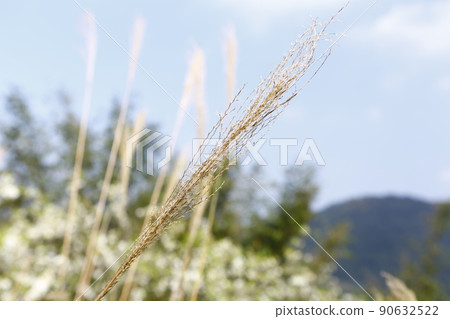 芒草 芒草 90632522