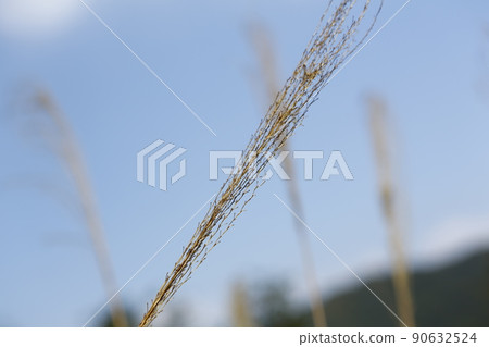 芒草 芒草 90632524