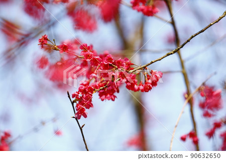 山櫻 山櫻 90632650