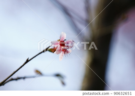 山櫻 山櫻 90632651