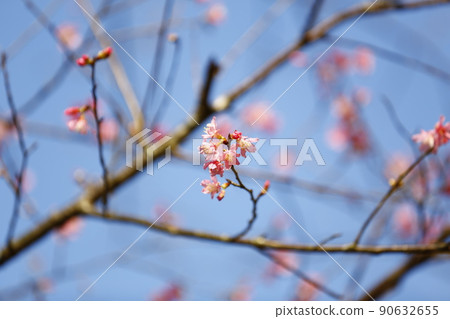山櫻 90632655