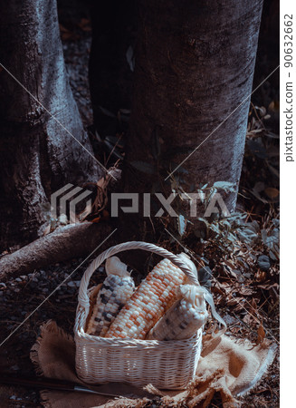 Fresh waxy corn or Sweet glutinous corn in Wicker basket and knife under the tree in the park. Fresh waxy corn or Sweet glutinous corn in Wicker basket and knife under the tree in the park. 90632662