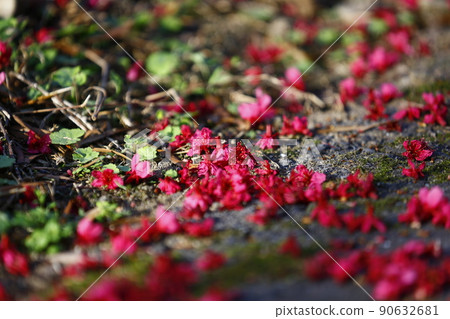 山櫻 山櫻 90632681