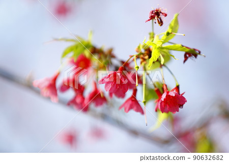 山櫻 90632682