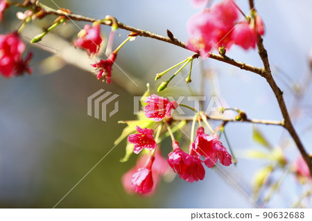 山櫻 山櫻 90632688