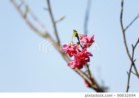 Mountain cherry 90632694