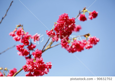 Mountain cherry Mountain cherry 90632702