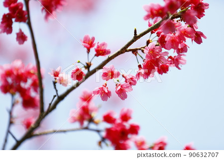 山櫻 90632707