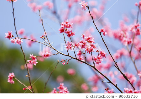 Mountain cherry 90632710
