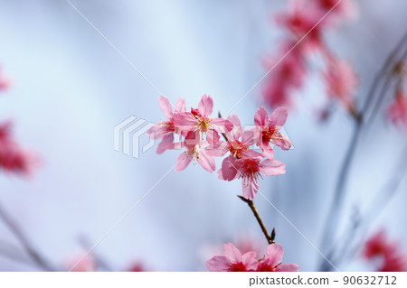 山櫻 山櫻 90632712