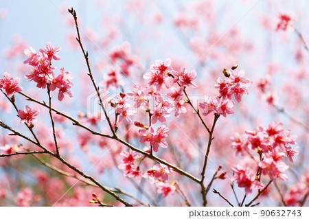 山櫻 山櫻 90632743
