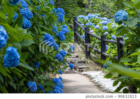 Blooming hydrangea 90632813