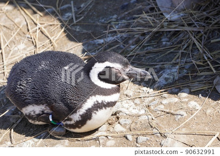 Umigatari Magellanic Penguin Umigatari Magellanic Penguin 90632991