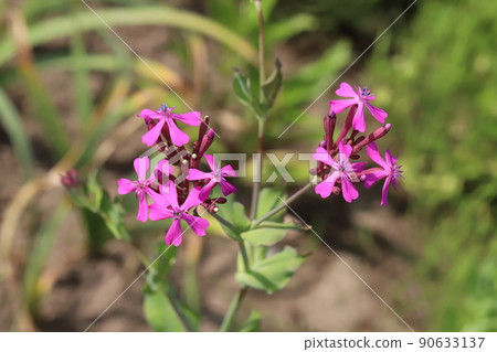 Pink catchfly flowers blooming in the Japanese garden in spring Pink catchfly flowers blooming in the Japanese garden in spring 90633137