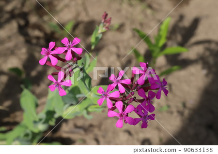 Pink catchfly flowers blooming in the Japanese garden in spring Pink catchfly flowers blooming in the Japanese garden in spring 90633138