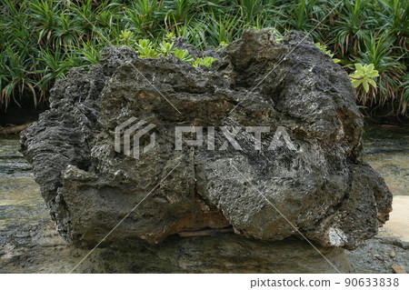 Okinawa Prefecture Iriomote Island Star Sand Coast 90633838