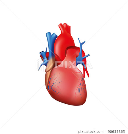 Human heart anatomy on white background 90633865
