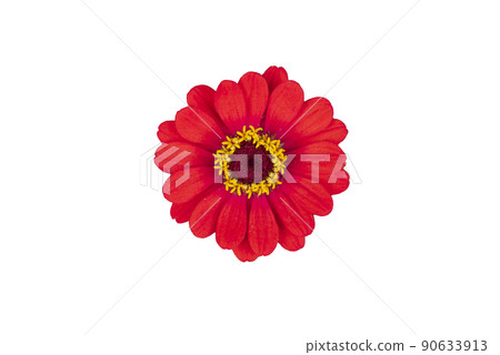 Zinnia flower pink ,red-orange, isolated on the white background. 90633913