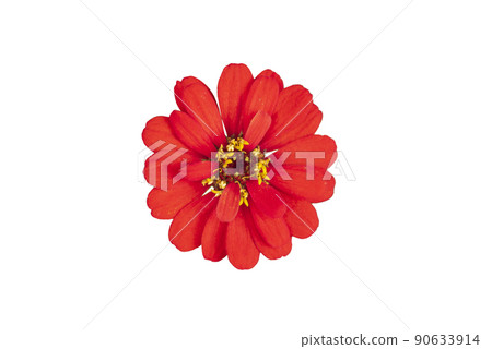 Zinnia flower pink ,red-orange, isolated on the white background. 90633914