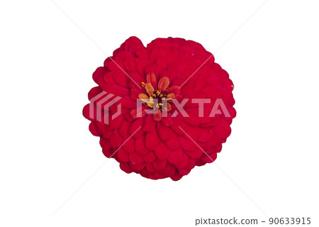 Zinnia flower pink ,red-orange, isolated on the white background. Zinnia flower pink ,red-orange, isolated on the white background. 90633915