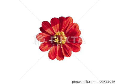 Zinnia flower pink ,red-orange, isolated on the white background. 90633916