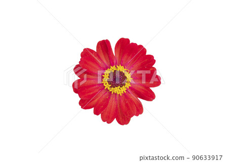 Zinnia flower pink ,red-orange, isolated on the white background. 90633917