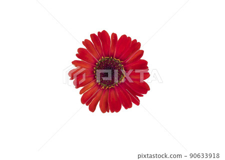Zinnia flower pink ,red-orange, isolated on the white background. 90633918