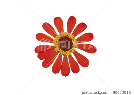 Zinnia flower pink ,red-orange, isolated on the white background. 90633919