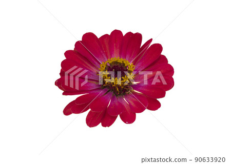 Zinnia flower pink ,red-orange, isolated on the white background. 90633920