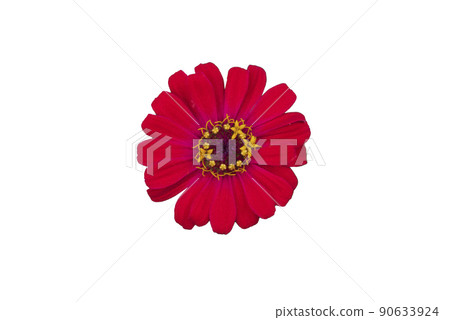 Zinnia flower pink ,red-orange, isolated on the white background. 90633924