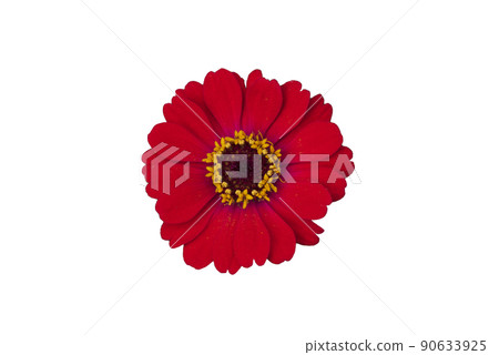 Zinnia flower pink ,red-orange, isolated on the white background. 90633925