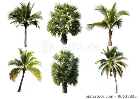 Beautiful coconut palm tree isolated on the white background. 90633926